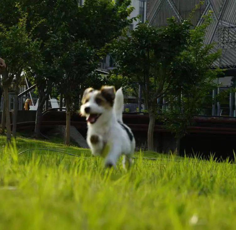 时间|狗狗真能无障碍交流??偷学5招轻松搞定「学渣狗狗」!