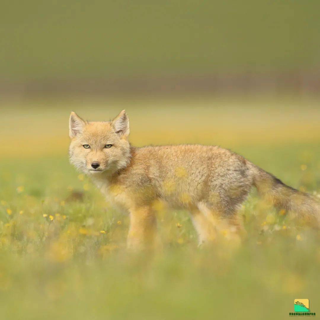 生态摄影:在祁连山里邂逅藏狐_保护