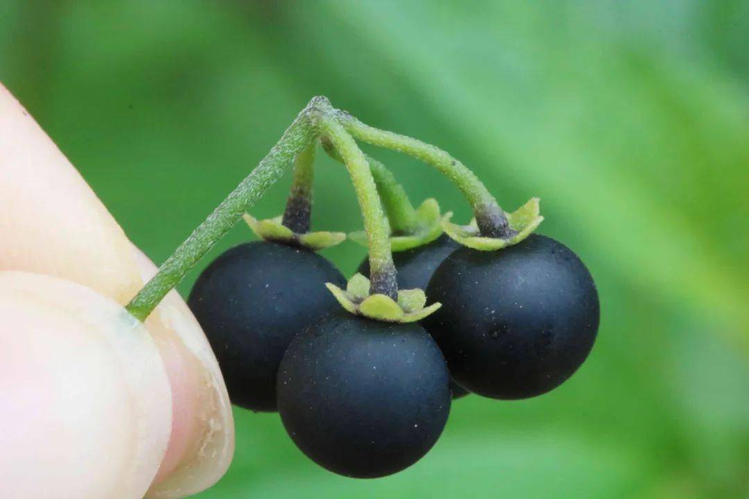 这种果实吃过的请举手