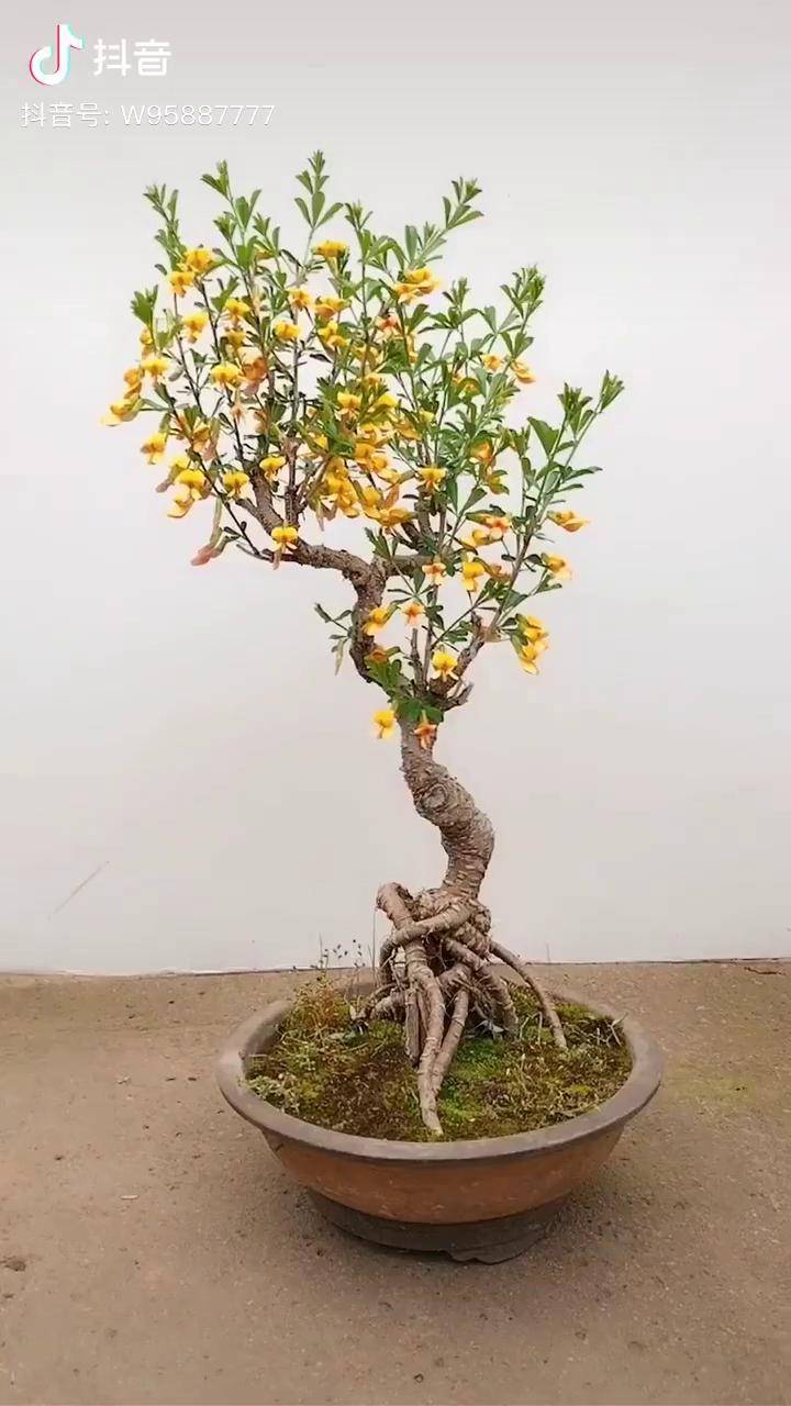 黄金雀八点直播分享