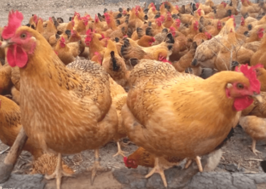 114个地方黄鸡,你尝过几种?