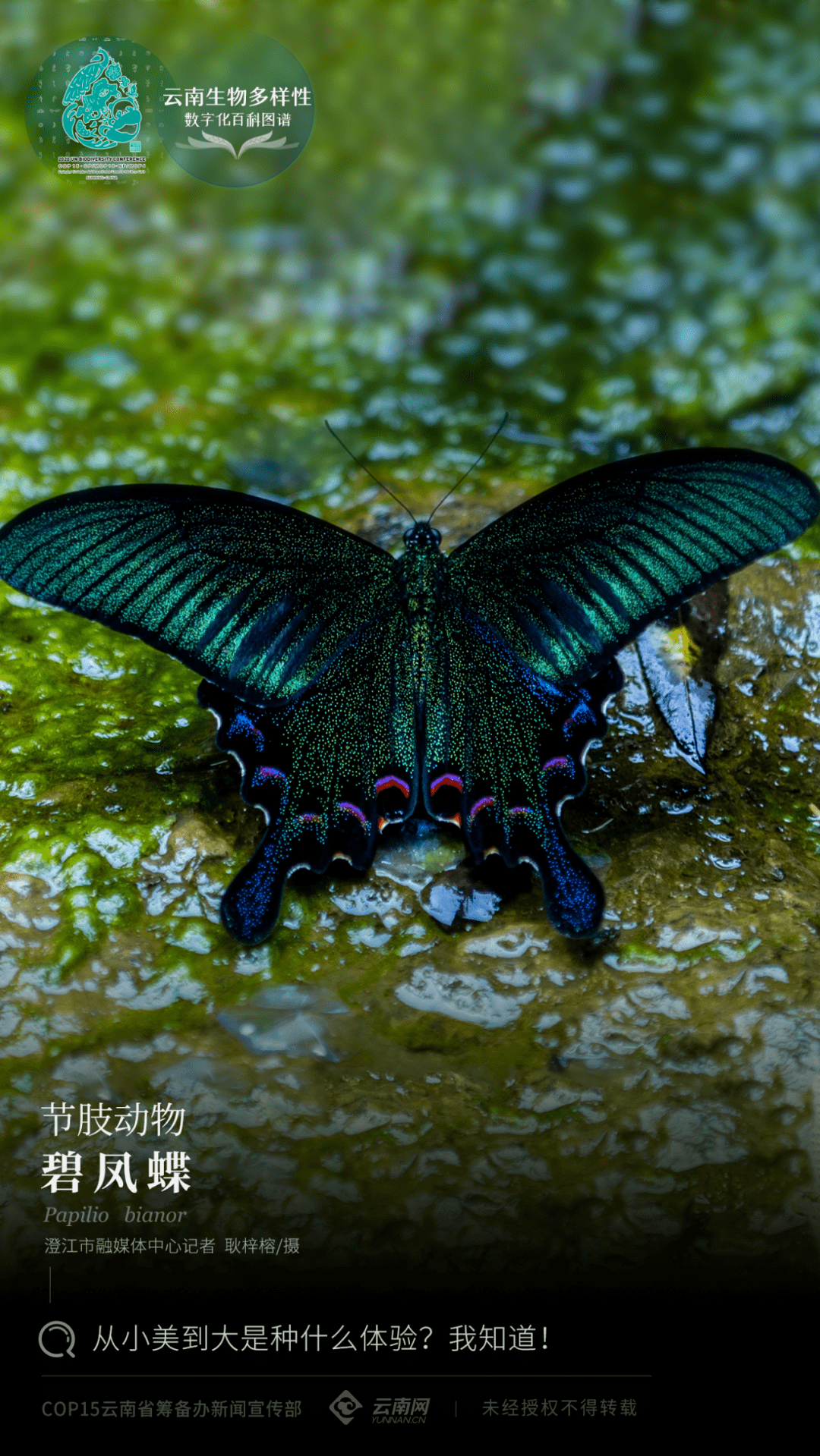 【云南生物多样性数字化百科图谱】节肢动物·碧凤蝶:从小美到大是种