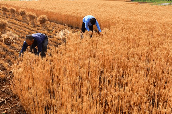 【原创】夏至到,麦收忙
