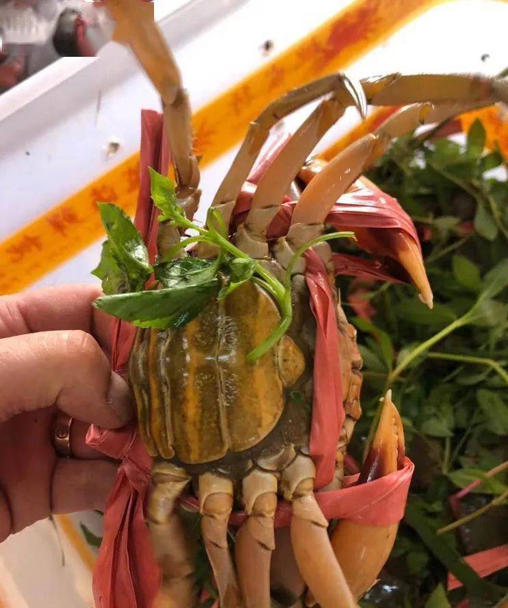 黄油蟹