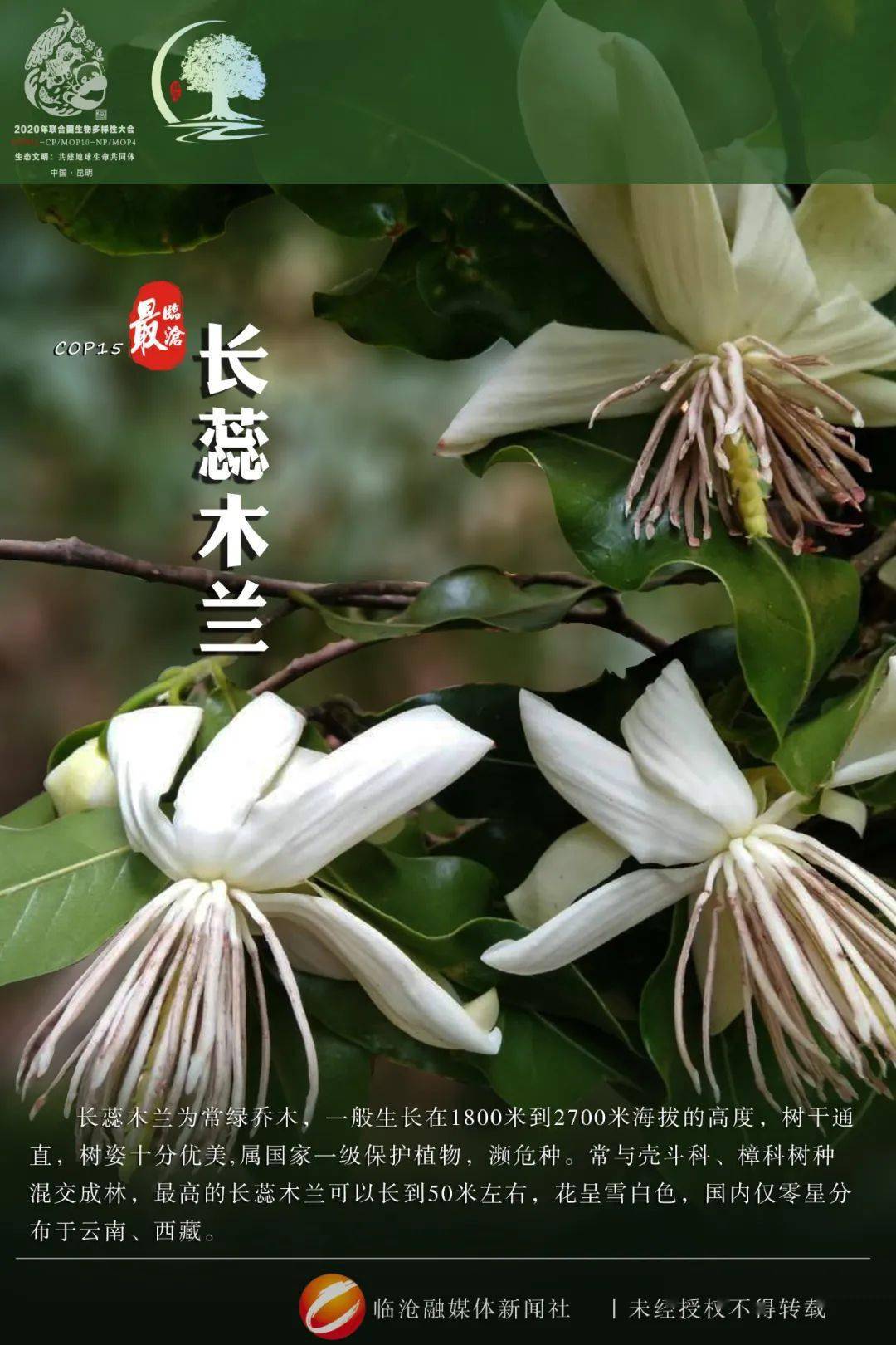 cop15最临沧丨临沧生物多样性之美 ——长蕊木兰