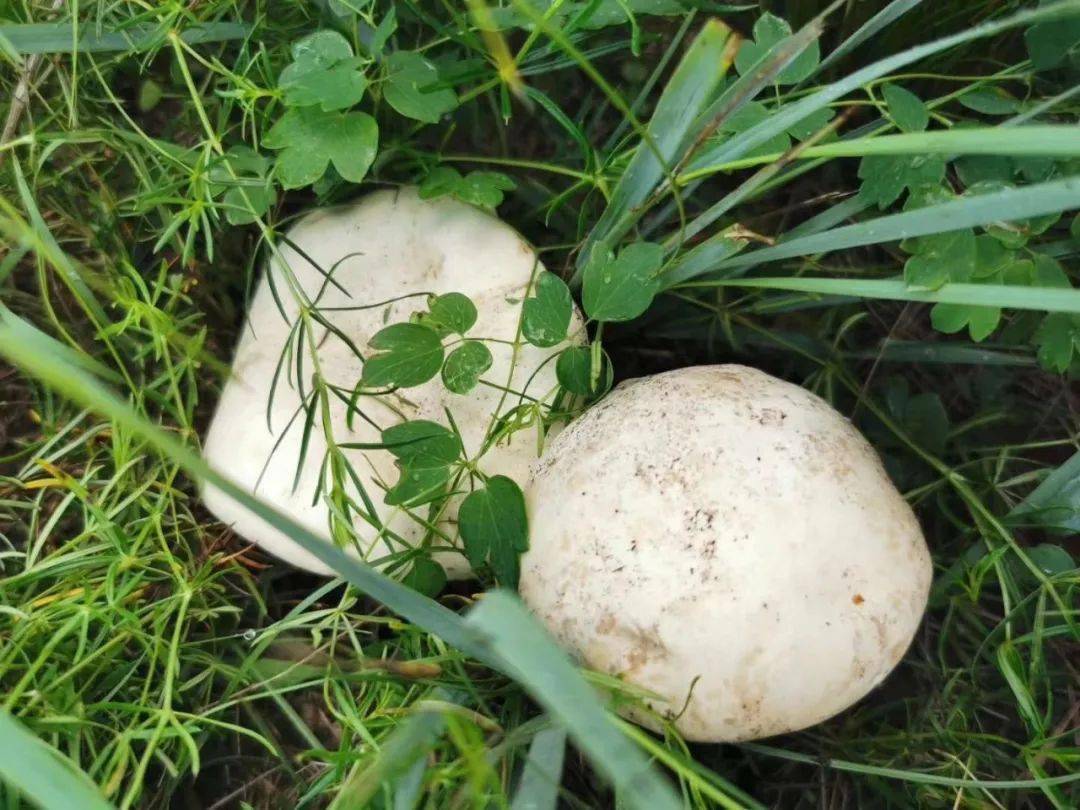 矩形色块呼伦贝尔草原白蘑,是食用真菌中的上品,它们