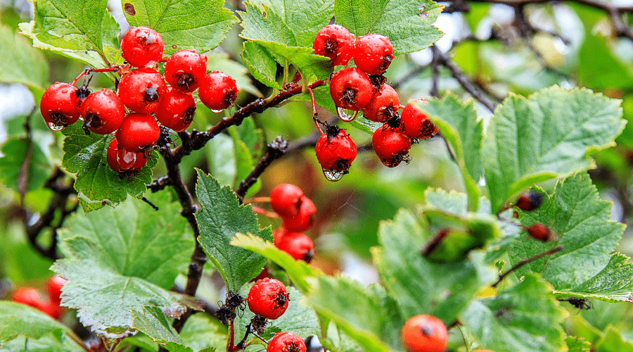 鸭梨|你知道吗？9月份必做的事是这个→