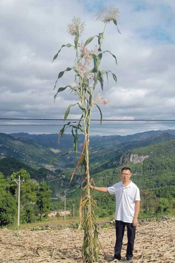 贵州仁怀现55米高高粱山东有三棵则更高为何野高粱会疯长