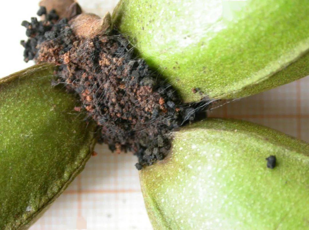 科普核桃果园管理之病虫害绿色防控