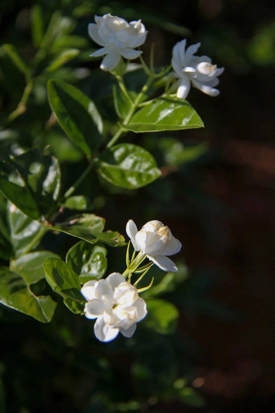 茉莉花开在横州