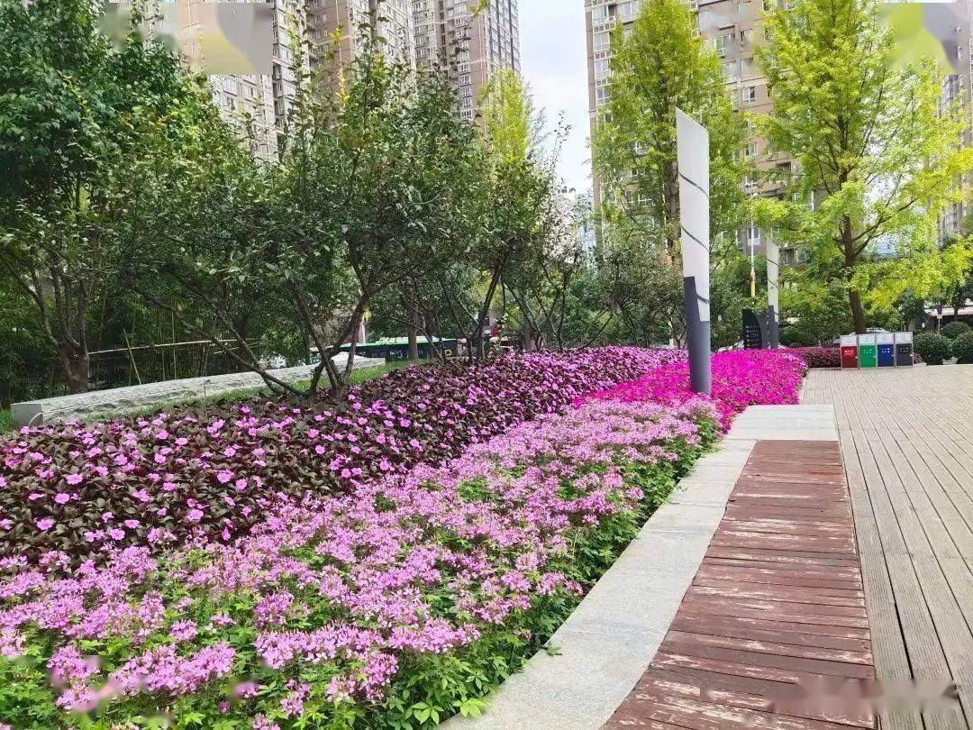 为经开区打call喜迎全运盛会路边街景如画