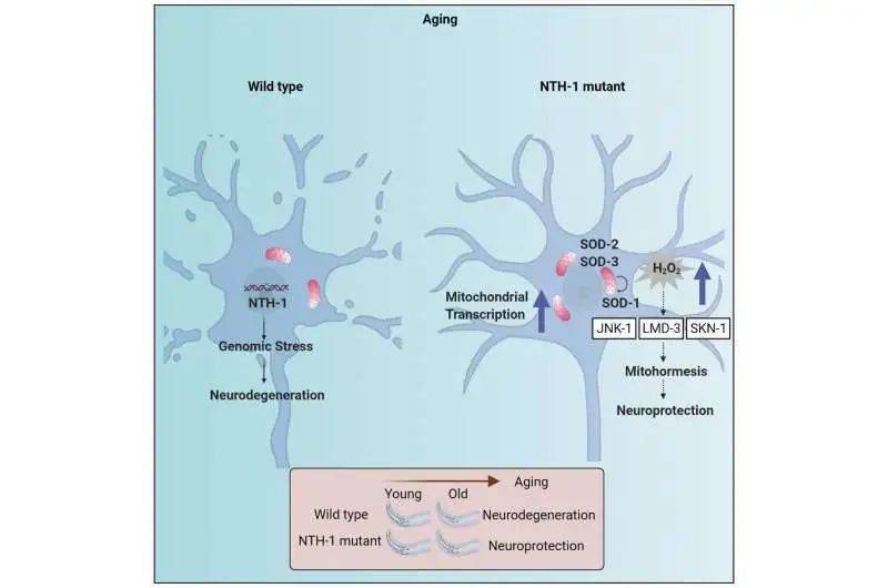 ��Cell�ӿ�������ɭ�������г��޸�����֮�便���������� ...