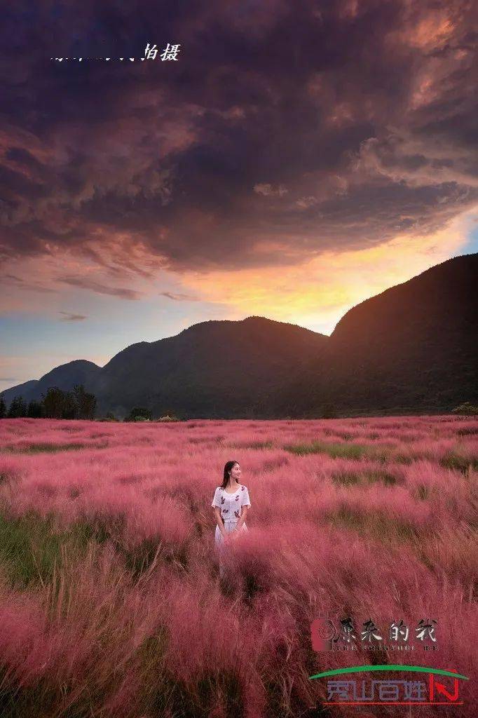 叠石花谷那一抹迷人的粉黛再次袭来
