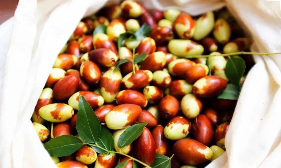 青爱的平谷金海湖镇大枣采摘正当时