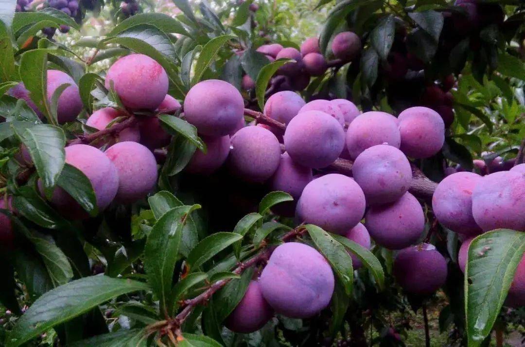 栽培出的芒果 果肉饱满多汁,个头大 芒果控千万别错过 攀枝花市米易县