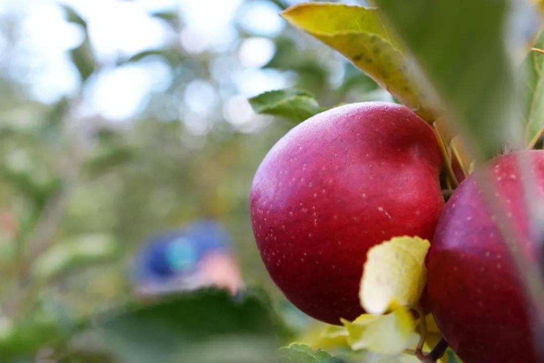 36周集锦:佳沛金果侵权案;南非苹果;四川猕猴桃;秋月梨;奇异莓;黑刺
