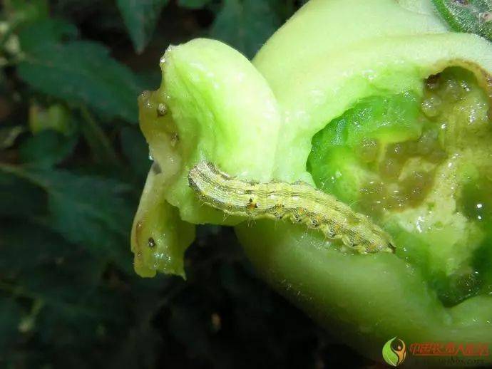 棉铃虫危害西红柿果实大棚番茄上的棉铃虫蛀食果实严重,如何防治?