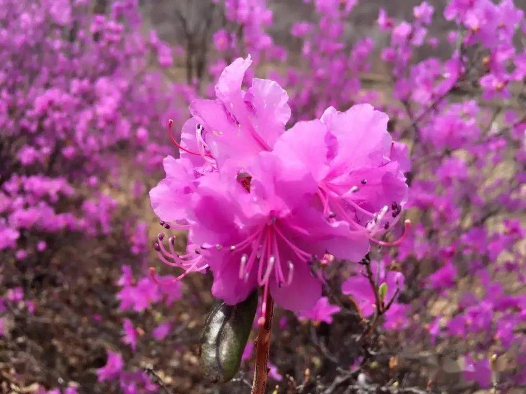 7种候选"市花":兴安杜鹃,丁香,东北山梅花,珍珠梅