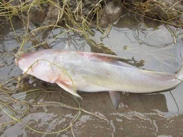 江钓梦寐以求的鱼种,在嘉陵江边偶有钓获