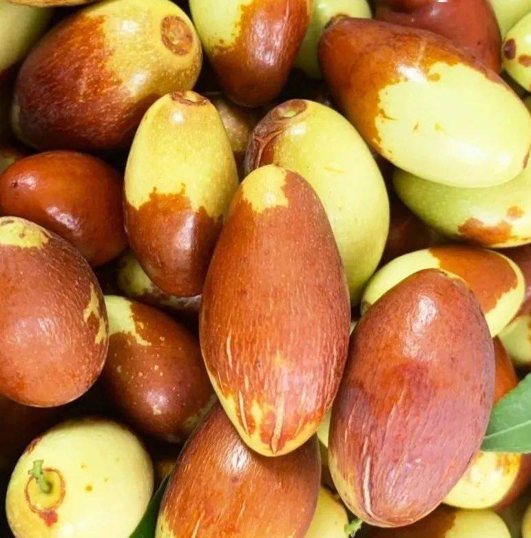 青爱的平谷金海湖镇大枣采摘正当时