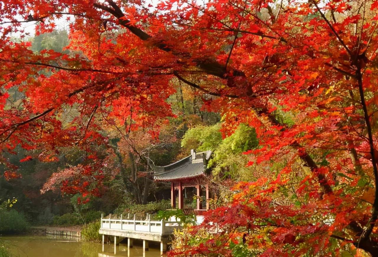 一到秋天南京的秋色就藏不住了美成了金陵该有的样子