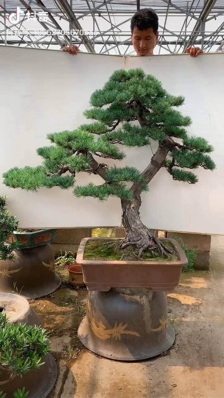 一本双杆五针松盆景老桩,寓意齐头并进