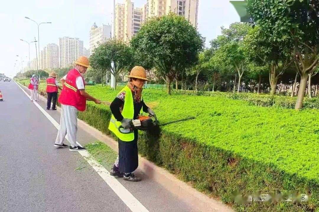 路,山東路,臨沂路,淄博路,碧海路,海曲公園,濱州路,北京路等麥冬栽植