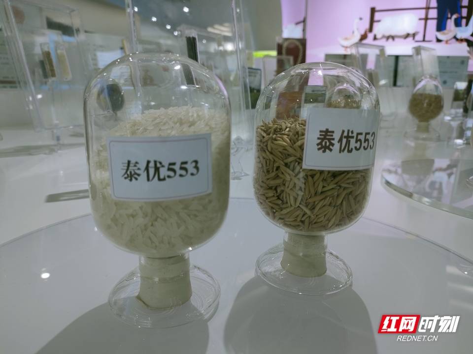 种业|湖南的“神机妙算”｜育种4.0时代 超级计算机助力解“卡脖子”难题