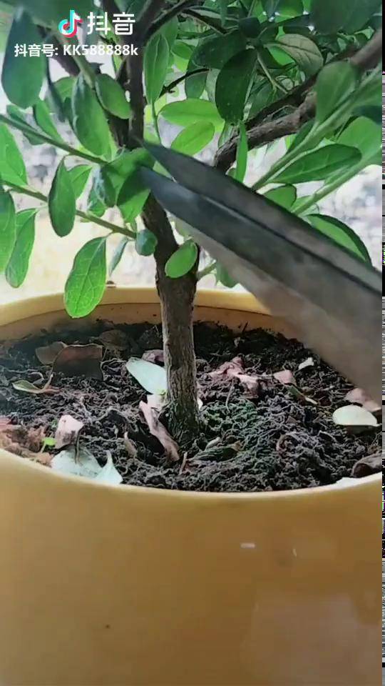 如何扦插杜鹃花