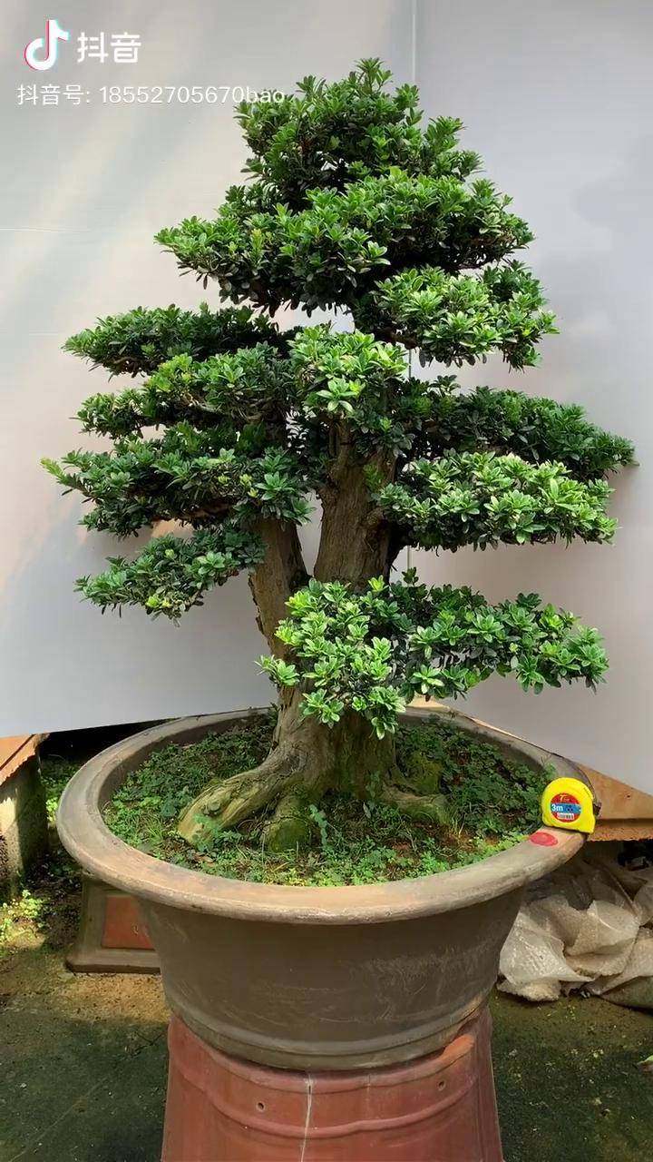 稀有品种菊花罗汉松盆景叶子圆润精致层次分明根杆粗壮有力