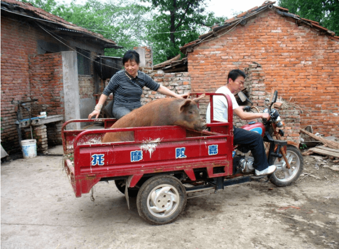 阴谋论全网唱衰猪价猪价真的没上涨空间