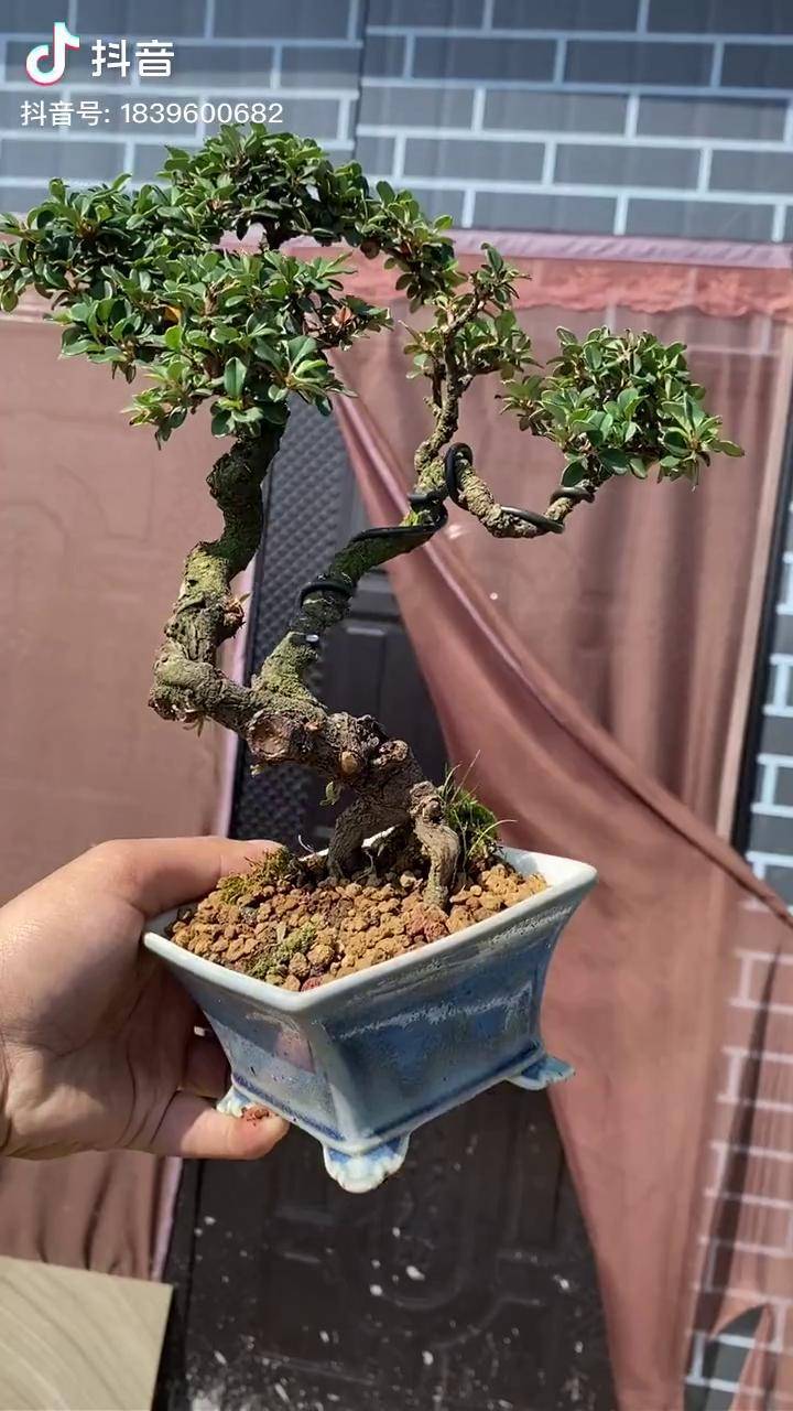 荀子小精品