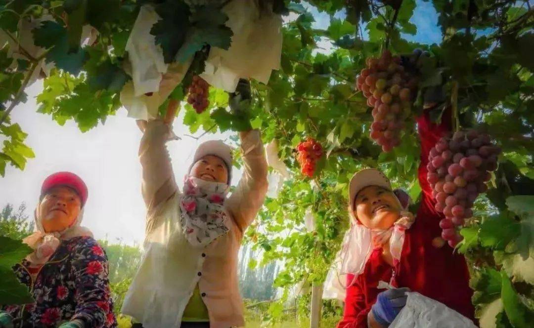 葡萄藤|乌海：葡萄藤上结“金果” 产业融合促振兴