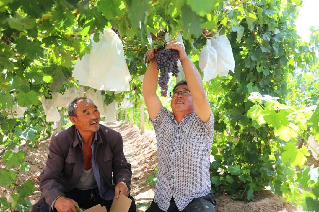 葡萄藤|乌海：葡萄藤上结“金果” 产业融合促振兴