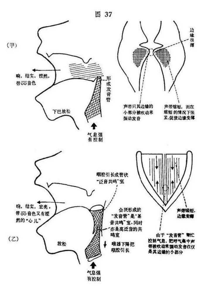 3,可以按摩声带,避免了失声很多人在错误的发音后都会出现声带磨损