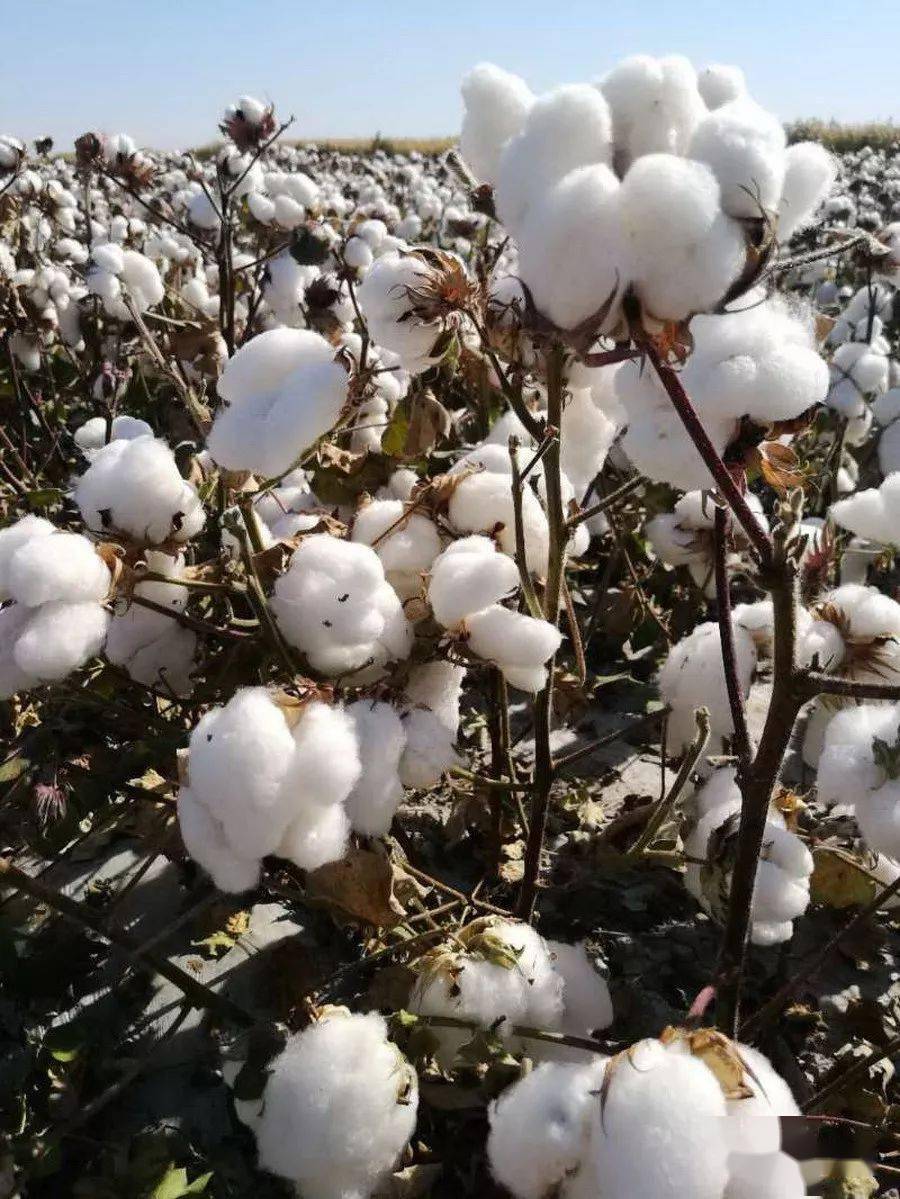 2021年新疆棉有抢购趋高行情