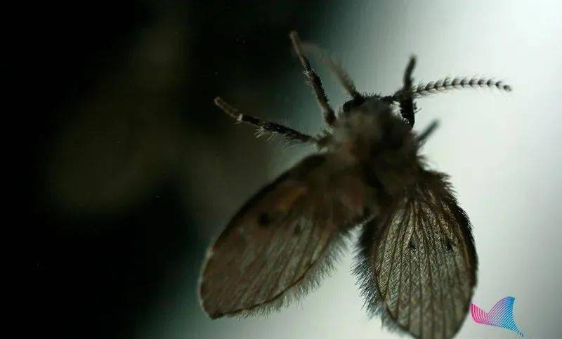 驱虫方法全在这里…_果蝇