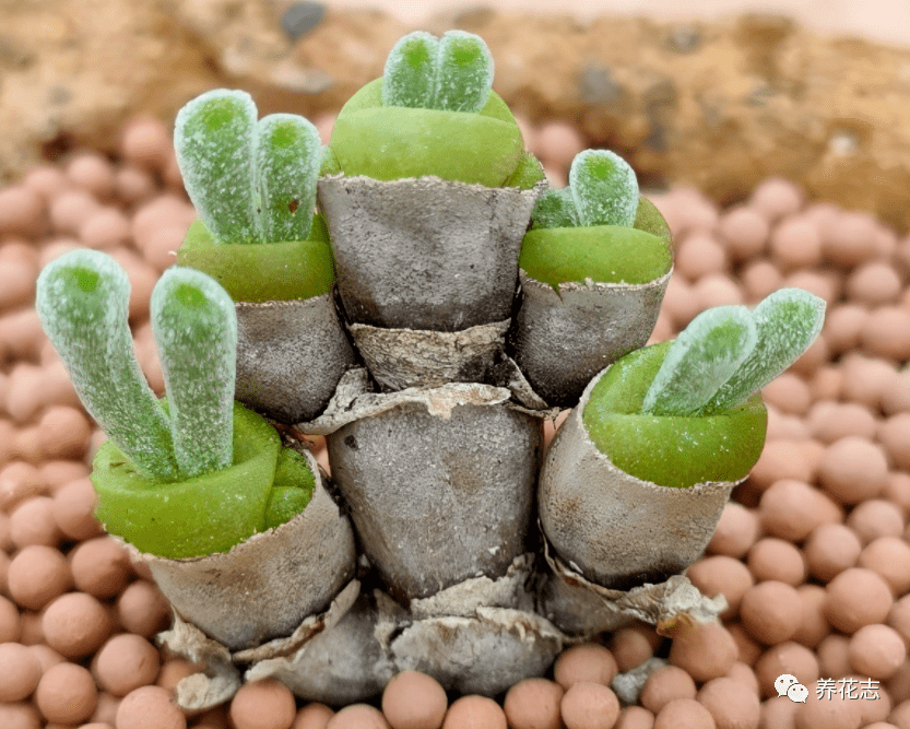 养多肉植物碧光环盆栽谨记4点长得娇俏如小兔子一丛丛