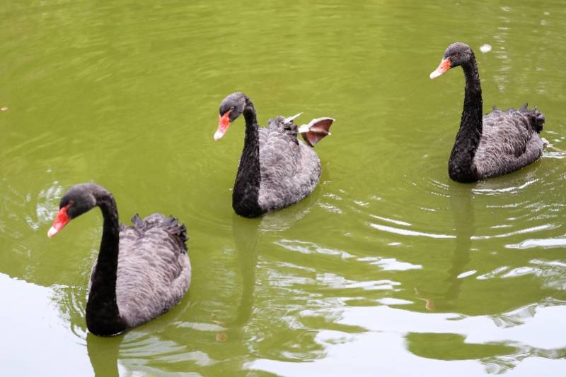 广州CBD城央公园来了高贵黑天鹅，围观群众：它们好听话！