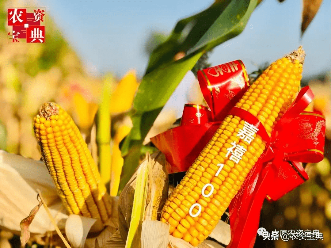 抗锈先锋联创种业经典之作玉米龙头品种嘉禧100一枝独秀
