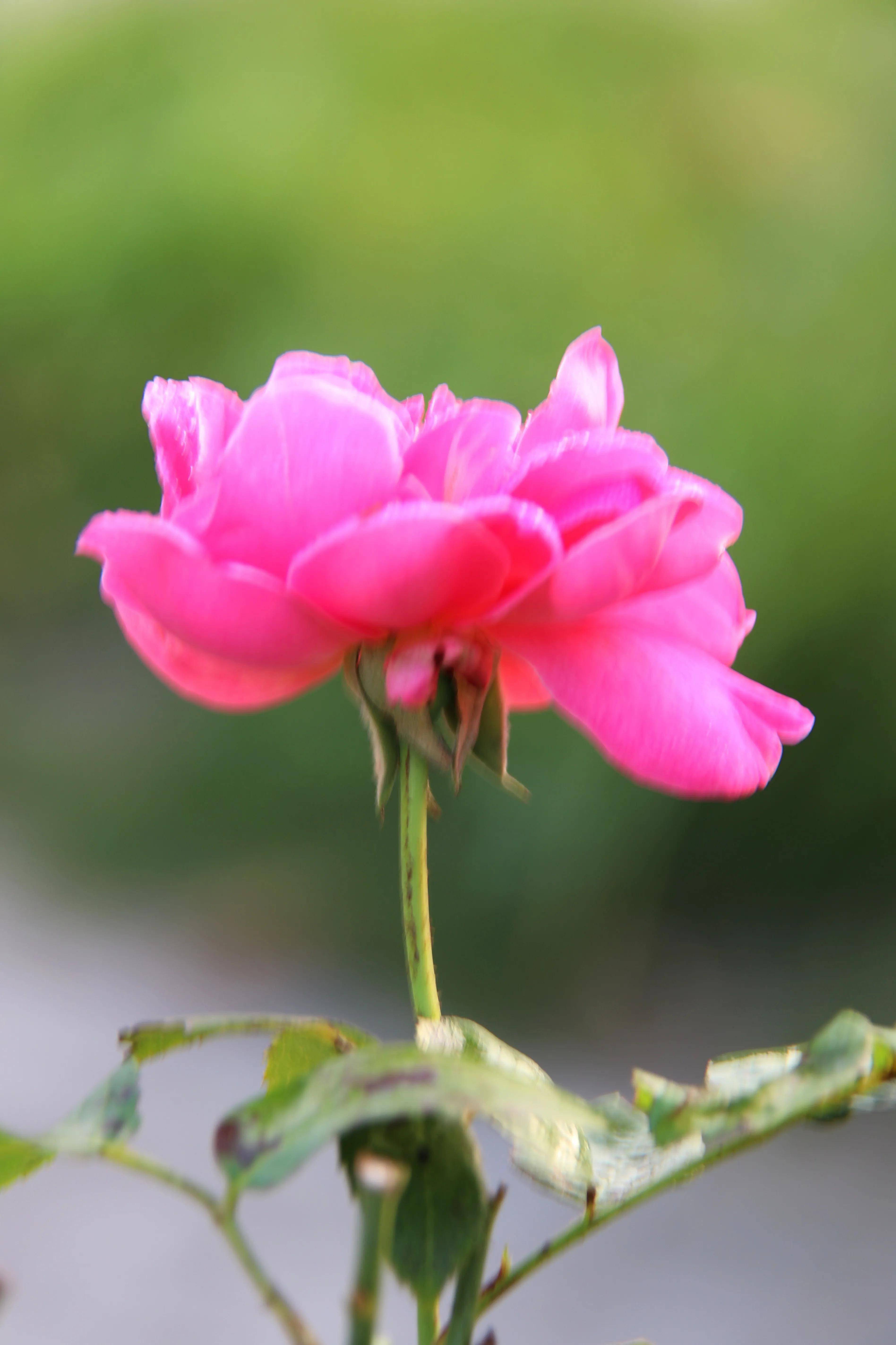 孤芳自賞(孤芳自賞無人憐猜什麼生肖)