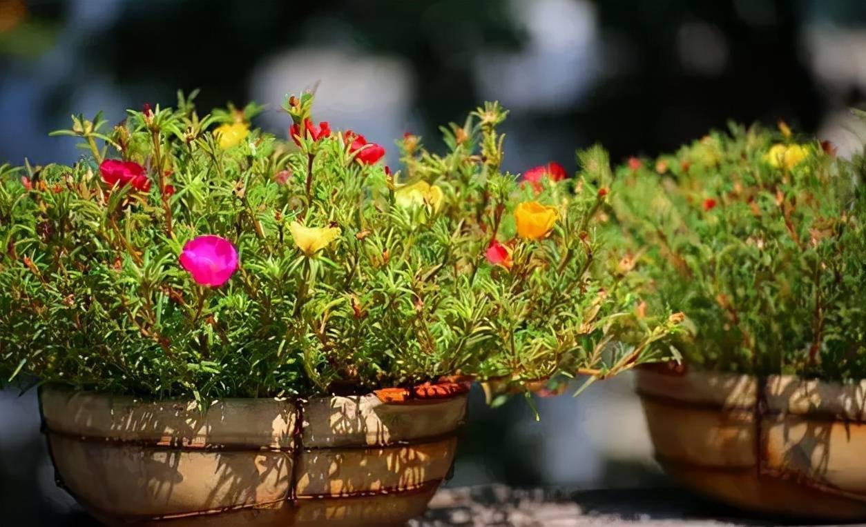 爬墙花卉哪些最好养室内 c18481aed41f4cae9735afcd55bc1611.jpeg