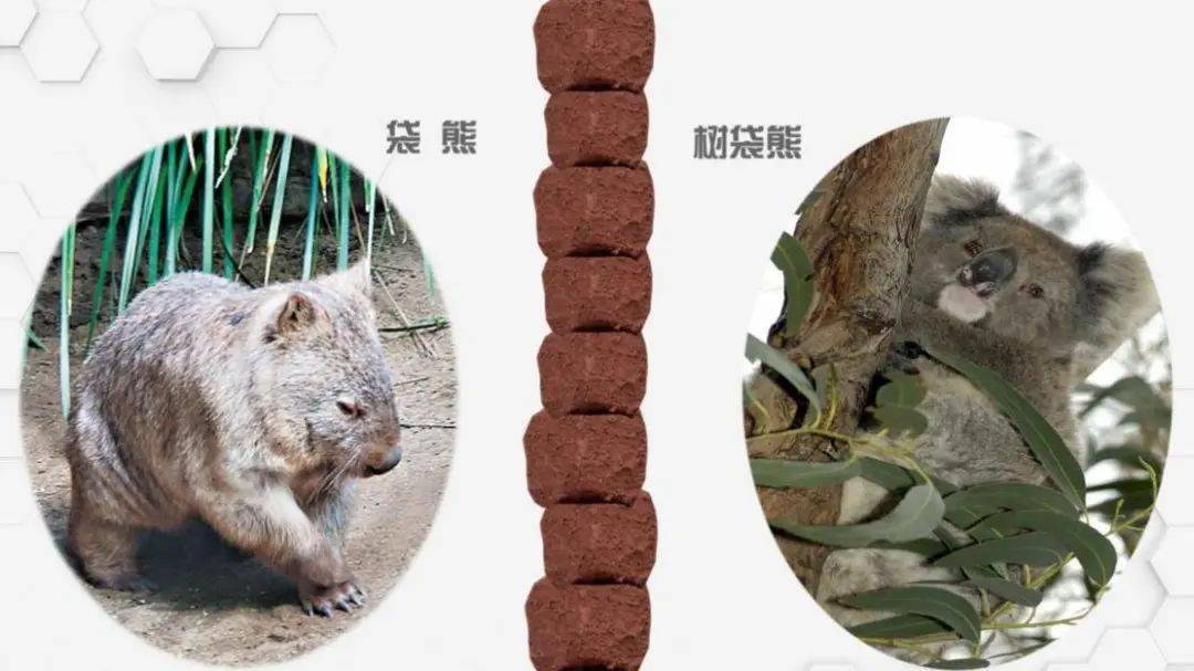 一起来破解动物便便的秘密