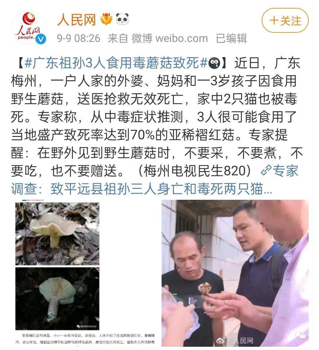广东这个蘑菇,已毒死祖孙三人_有毒