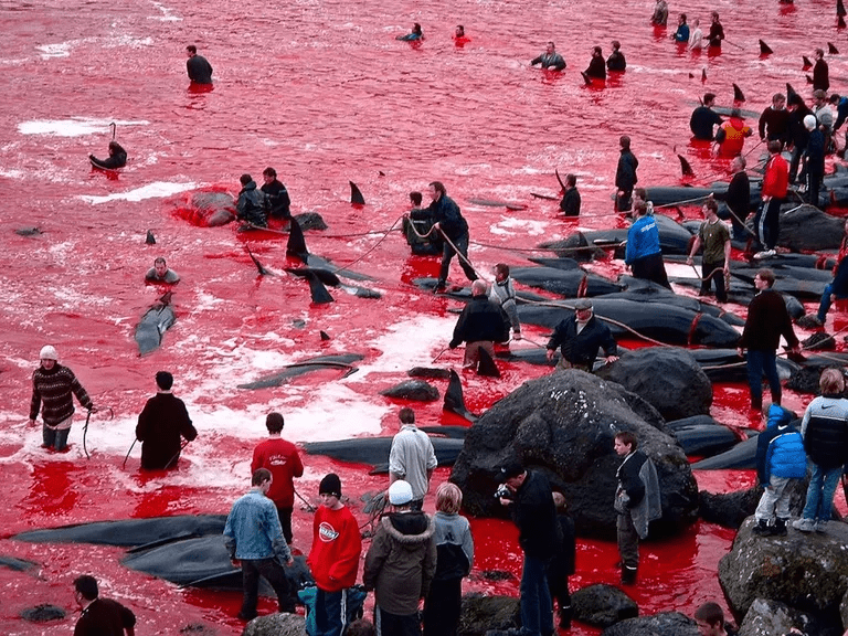 法罗群岛近1500头海豚遭屠杀,血水染红海岸_鲸鱼