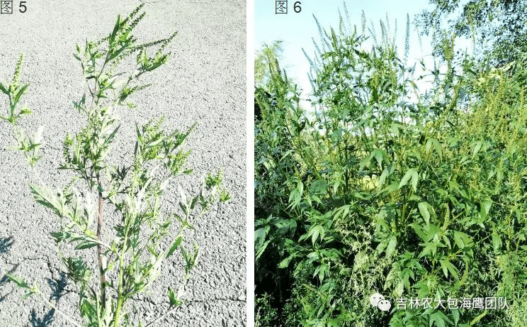 豚草有多可怕，你知道吗？