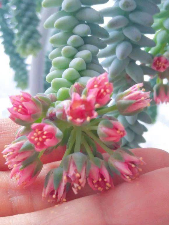 3,都不怎么管它,十多二十天的浇一次水就行,同时兑点多肉液体肥一起浇