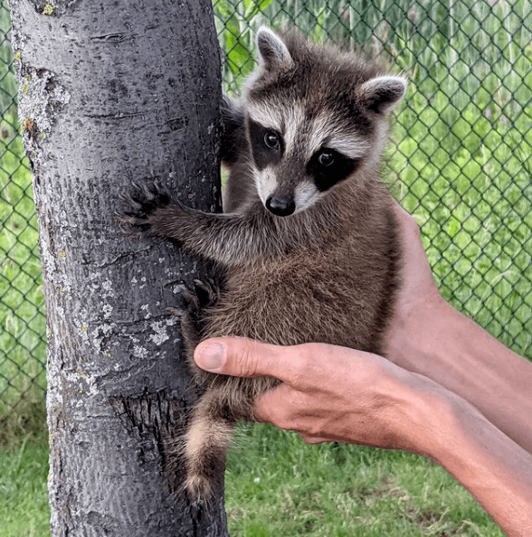 3年前奶奶救了一只小浣熊,却被它赖了一辈子:你陪我一程,我念你一生