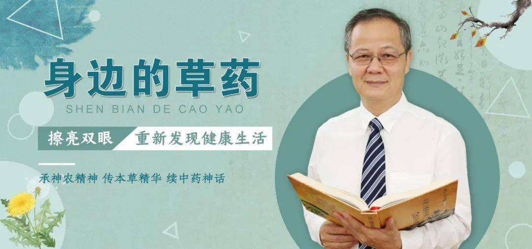 身边的草药秋枫木：治疗因风湿引起的关节肢体疼痛