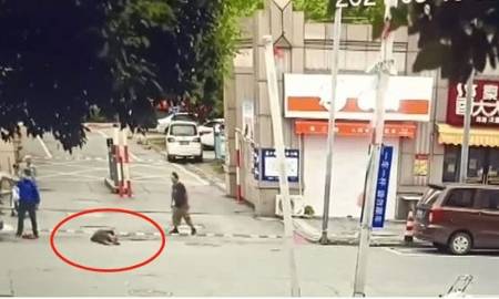 南通一城管协管员拎摔卖菜老人被拘留